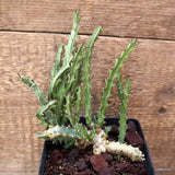 D4565 EUPHORBIA LUKOSEANA pot12-H17-W15 cm MaMa Cactus Green Plant
