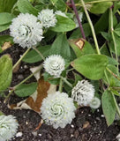 Snow White Gomphrena Seeds 15 Organic Seeds * Free Shipping* Garden Plants