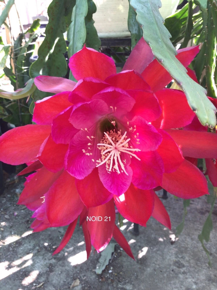 1 epiphyllum cutting RED 21 Orchids