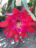 1 epiphyllum cutting RED 21 Orchids