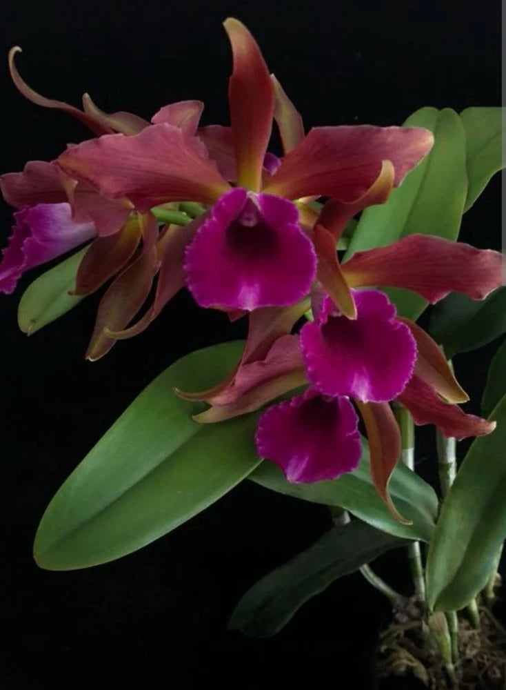 Live blooming orchid plant with magenta-purple and rose flowers, green leaves
