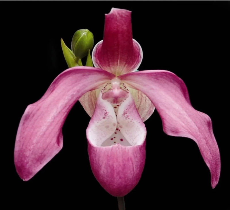 Pink and white orchid with three drooping petals and a pink lip bloom