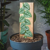 Monstera Dubia Shingle Plant - Live Plant in a 4 Inch Pot - Monstera Dubia Orchids