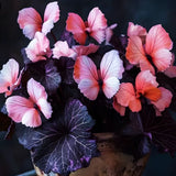 50 Heirloom Pink Butterfly Coleus Seeds Ð Rare Ornamental Foliage Plant Ð Vibran Roses
