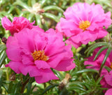 MOSS ROSE PINK Portulaca Grandiflora - 1,250 Bulk Seeds Garden Plants