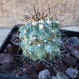 D3536 COPIAPOA STREPTOCAULON pot10-H6-W6 cm MaMa Cactus Green Plant