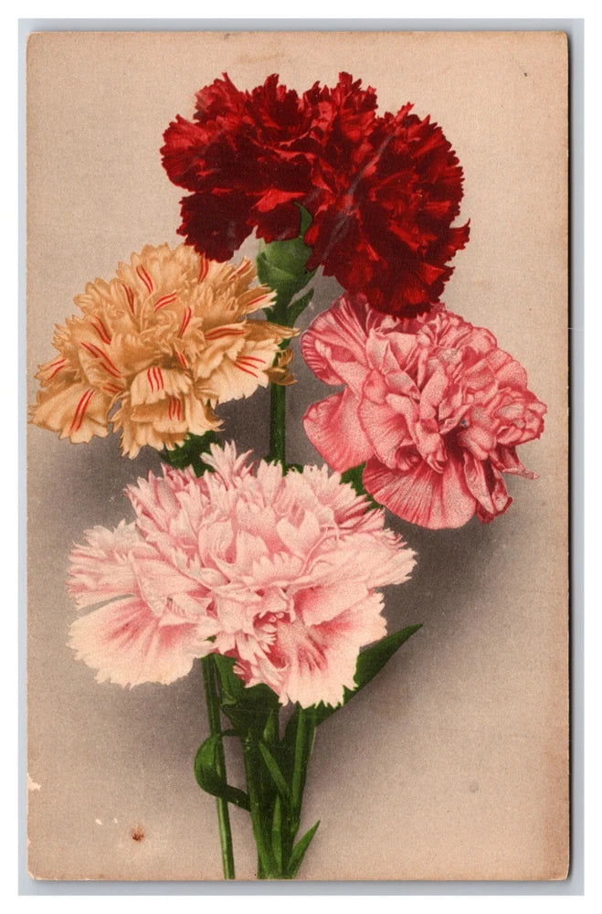 Multicolor Carnation Flower Blossoms DB Postcard H29 Carnation