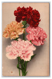 Multicolor Carnation Flower Blossoms DB Postcard H29 Carnation