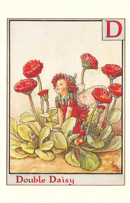 Flower Fairy Postcard: D is for Double Daisy - Fairy among Red Daisies Daisies