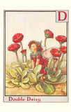 Flower Fairy Postcard: D is for Double Daisy - Fairy among Red Daisies Daisies