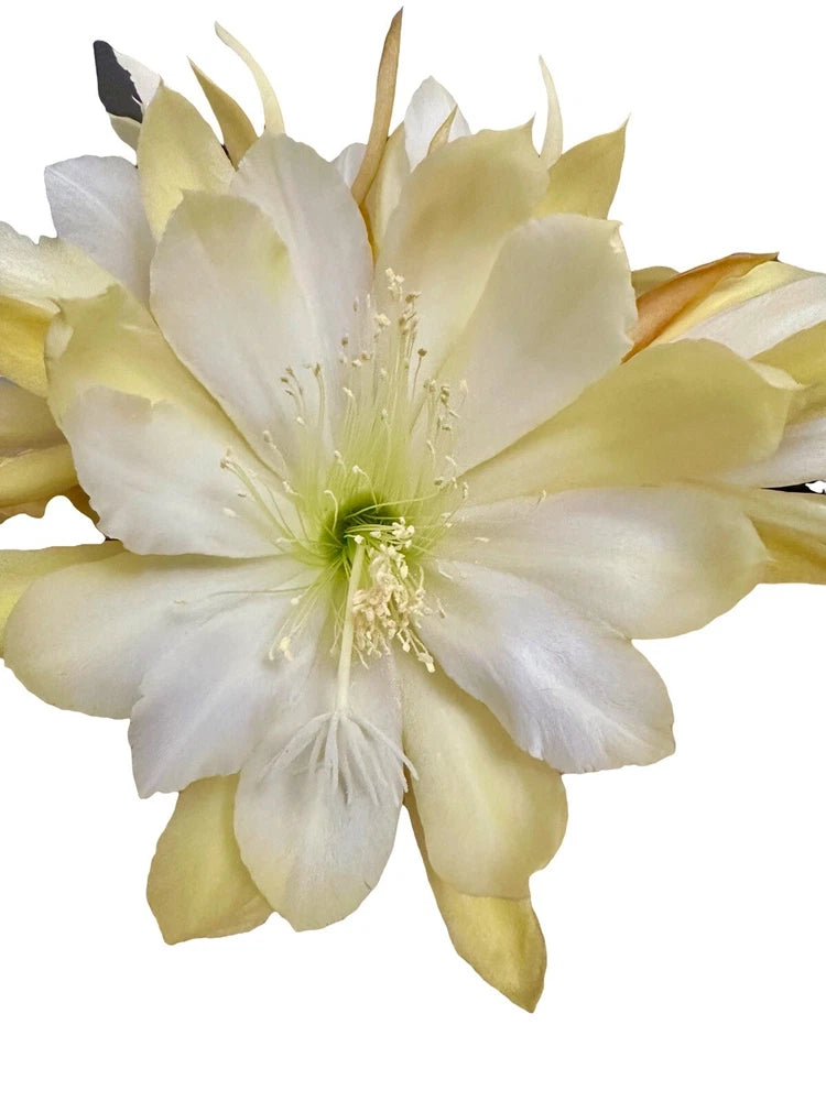Epiphyllum orchid flower with white petals and pale yellow outer tips