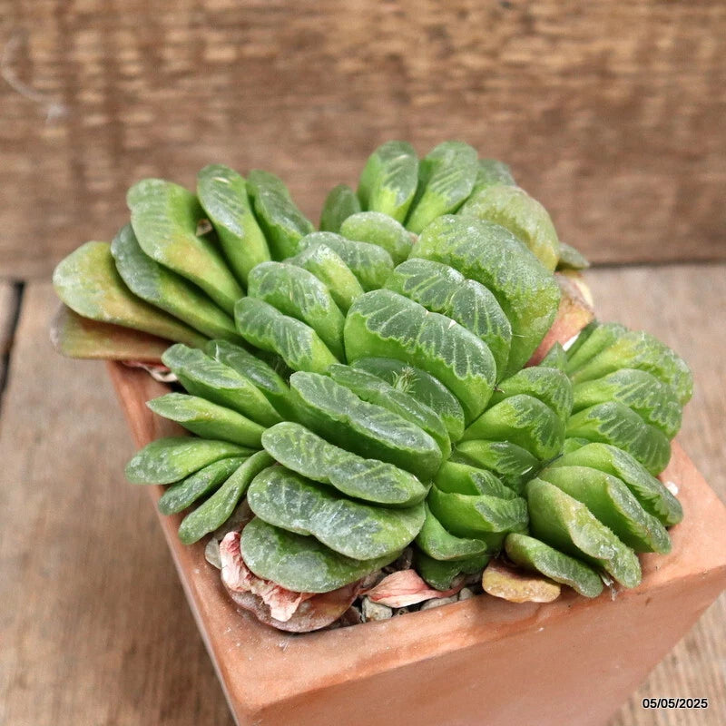 Haworthia truncata succulent in terracotta pot with thick green rosette leaves