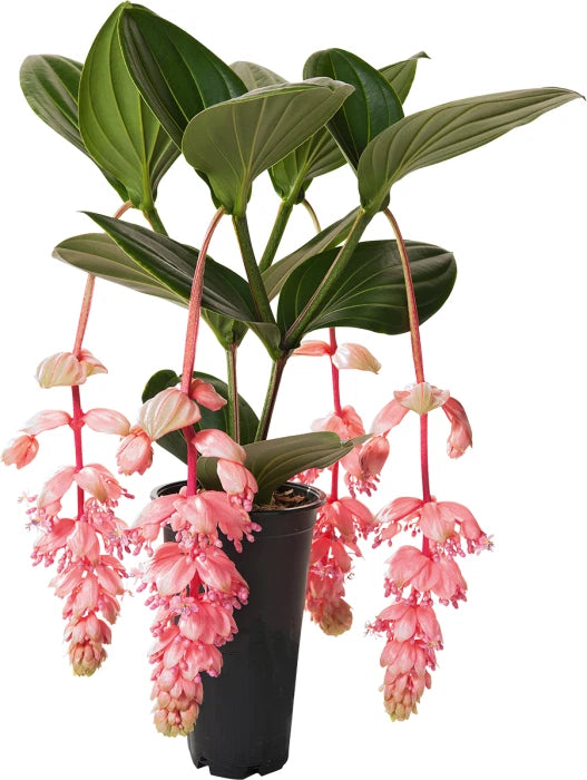 Live orchid starter plant in black pot with pink drooping blossoms and green leaves