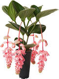 Royal GLOW Magnifica Medinilla Plant~Live Well Rooted STARTER Plant~ VERY RARE Orchids