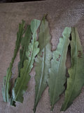 Lot Of Epiphyllum Orchid Cactus (6) CUTTINGS Live Plant White And Pink Crenatus Orchids