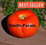 50+ Seeds ParkÕs Whopper Tomato Hybrid Vegetable Garden Planting Tomatoe USA Garden Plants