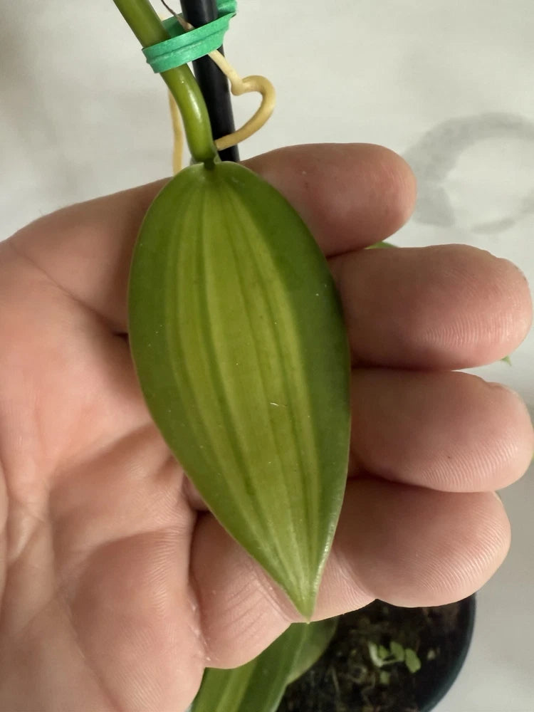 Green orchid leaf on a vanilla planifolia stem, variegated light striping
