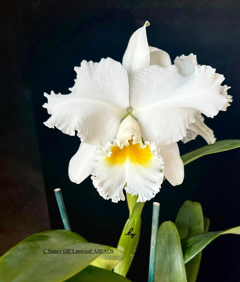 White Cattleya orchid bloom with yellow throat, on green stems and leaves