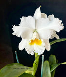 Cattleya Nancy Off ÔLinwoodÕ AM/AOS Orchids