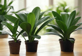 3  Clivia Miniata Plants, Bush Lily, Orange Flowers, 6-8 Leaves, Ready to Plant Orchids