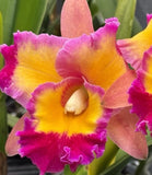 ORCHID PLANT Cattleya Dick Smith 4 in pot bloom size Orchids