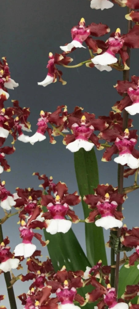 Oncidium Aka Baby 'Raspberry Chocloate' In Spike Blooming Size plant in a... Orchids