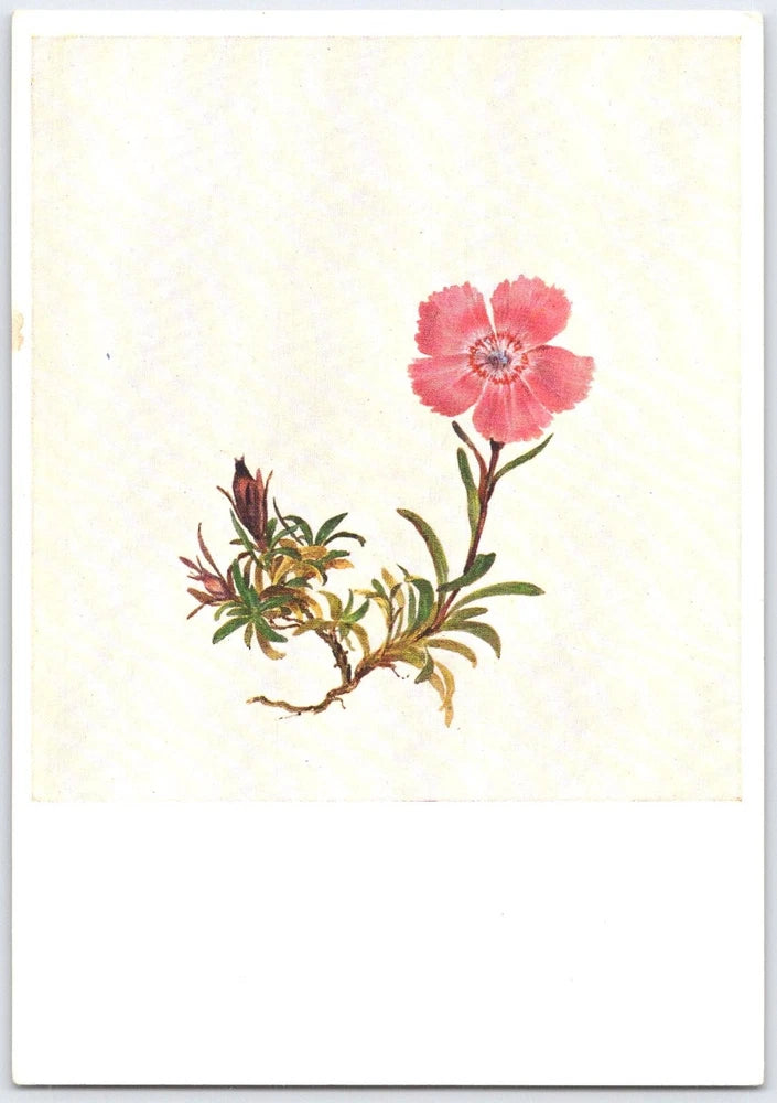 Moritz Daffinger Alpine Carnation Dianthus Alpinus Art Postcard Vienna Austria Carnation