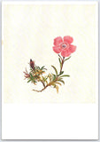 Moritz Daffinger Alpine Carnation Dianthus Alpinus Art Postcard Vienna Austria Carnation