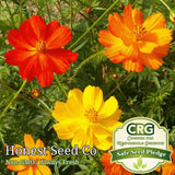 Bright Lights Cosmos Seeds | Non-GMO Annual Garden Flower Seeds USA Garden Plants