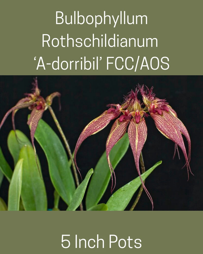 Pink and burgundy Bulbophyllum orchid flower with slender green leaves