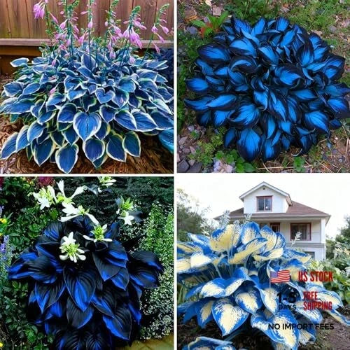 Hosta Seeds for Planting, 290+pcs Rare Perennial Hosta Flower Seeds, Non multi Lily