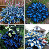Hosta Seeds for Planting, 290+pcs Rare Perennial Hosta Flower Seeds, Non multi Lily