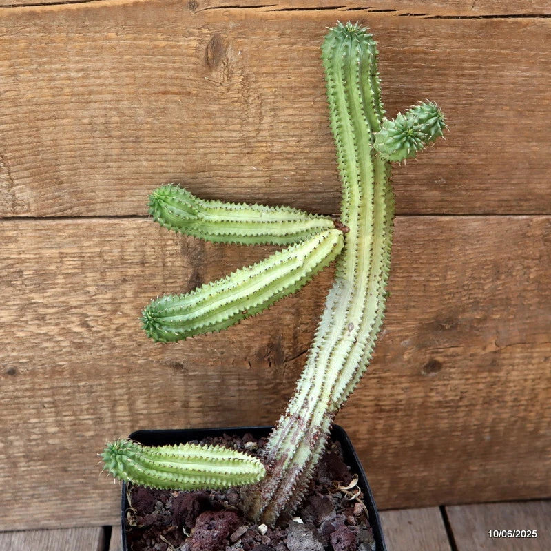 D4534 EUPHORBIA SUSANNAE pot12-H26-W17 cm MaMa Cactus Green Plant