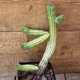 D4534 EUPHORBIA SUSANNAE pot12-H26-W17 cm MaMa Cactus Green Plant