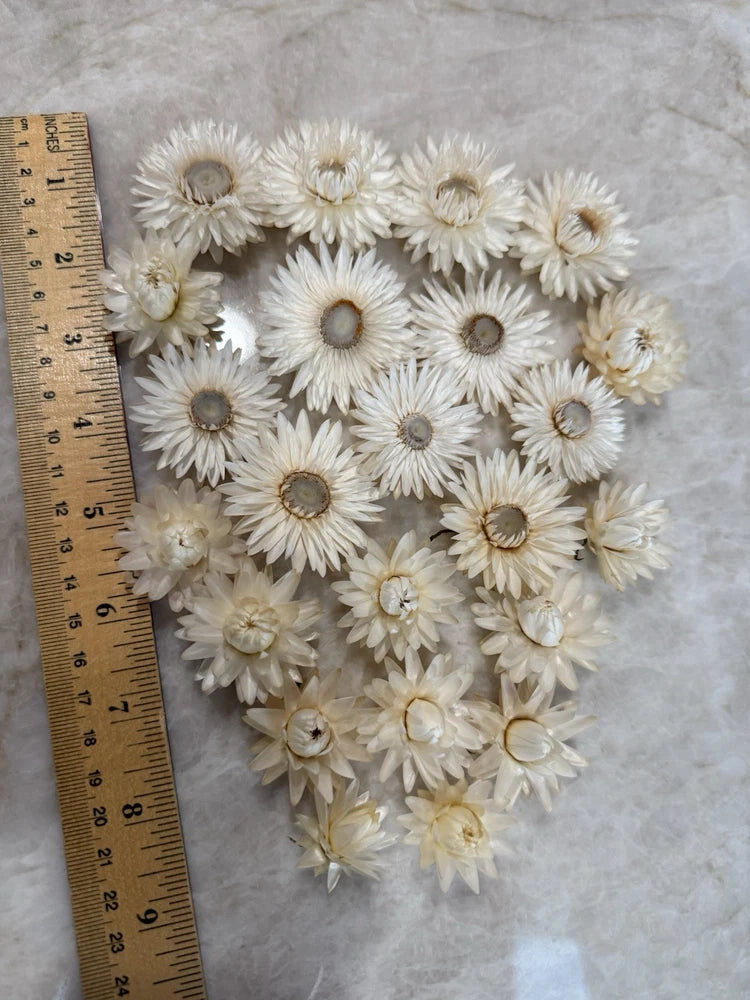 Creamy white dried strawflower heads, hand-matched set with stems visible