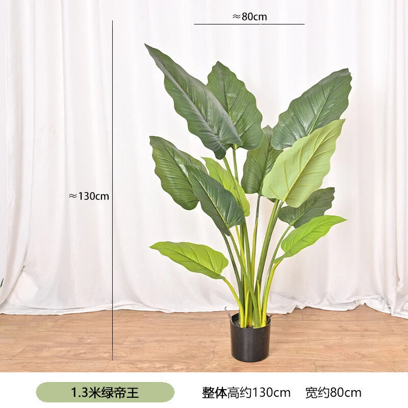 Green emperor plants indoor living green plant potted ornaments rainbow taro Green Plant