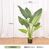 Green emperor plants indoor living green plant potted ornaments rainbow taro Green Plant