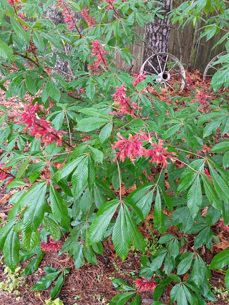 Dwarf Red Buckeye tree (1) in container  Ships 1.5g Pot 6-12" Flowering Plants