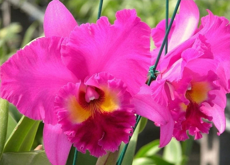 Rlc Ronalds Canyon 'Koko Head' Seedling Size Cattleya Orchid Clone Orchids