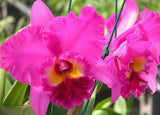 Rlc Ronalds Canyon 'Koko Head' Seedling Size Cattleya Orchid Clone Orchids