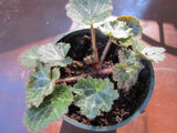 1 Plant Strawberry Begonia , Savifraga Stolonifera, Hardy perennial Orchids