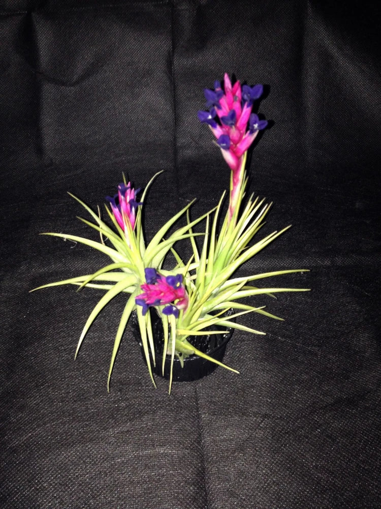 Orchid cactus plant with spiky green stems and purple-pink flowers