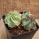 D4239 FEROCACTUS MACRODISCUS pot10-H6-W12 cm MaMa Cactus Green Plant