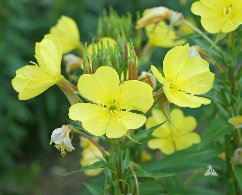 2000+ YELLOW EVENING PRIMROSE SEEDS NON - GMO FRESH FOR YOUR FLOWER GARDENS Flowering Plants