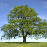 3 Green Ash Tree 12-24" Fraxinus pennsylvanica Bare Root Green Plant