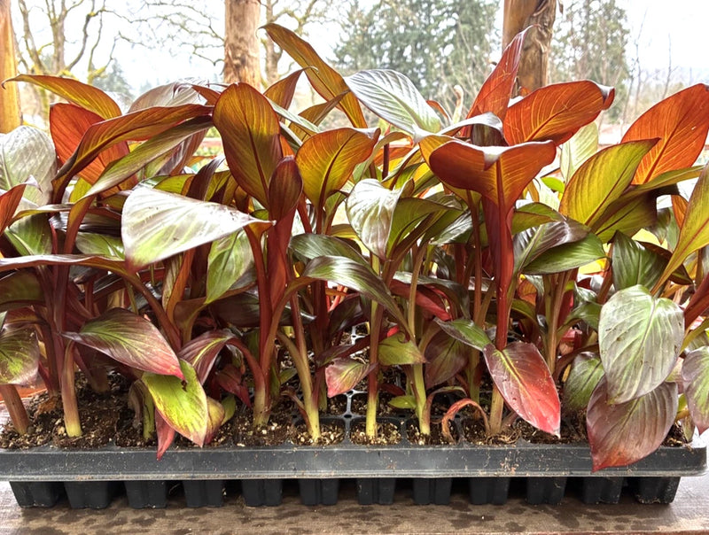 Red Abyssinian Banana - Ensete Maurelii Ð Live Red Banana Plant Green Plant