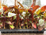 Red Abyssinian Banana - Ensete Maurelii Ð Live Red Banana Plant Green Plant