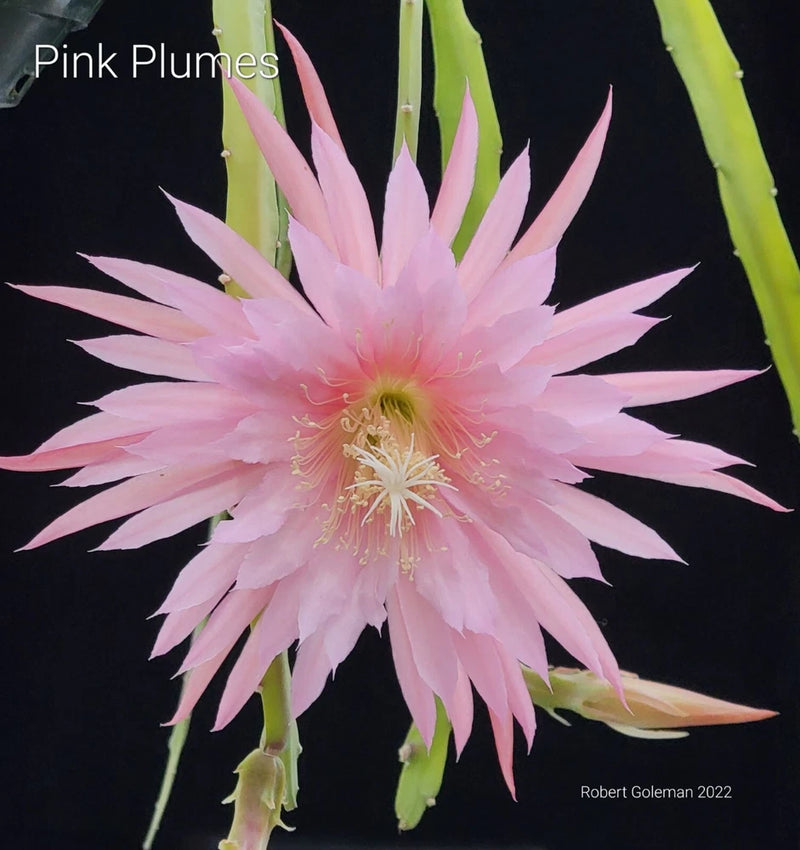 Pink orchid cactus flower with long pale pink petals and green stems (unrooted cutting)