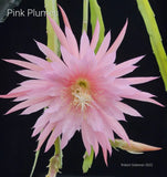 Epiphyllum 'Pink Plumes' Unrooted Cutting - Rare Orchid Cactus - Beautiful! Orchids
