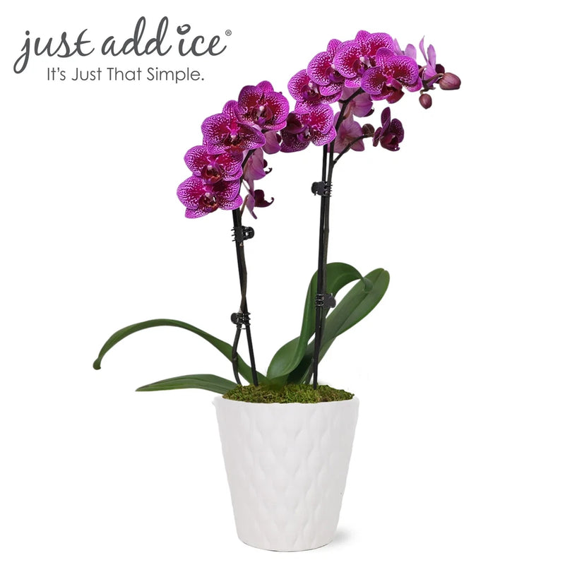 Purple orchid live plant with green leaves in white textured ceramic pot